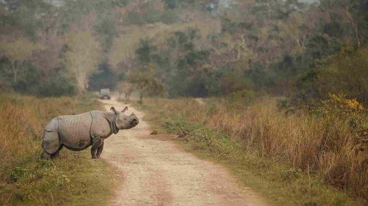chitwan